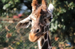 祝！1人動物園 