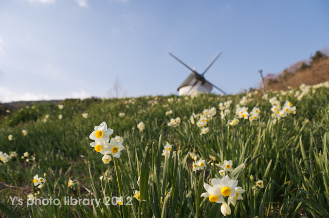 水仙と風車