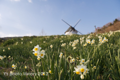 水仙と風車