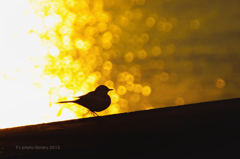 光の中で･･･