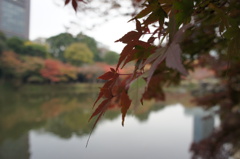 都内で紅葉を