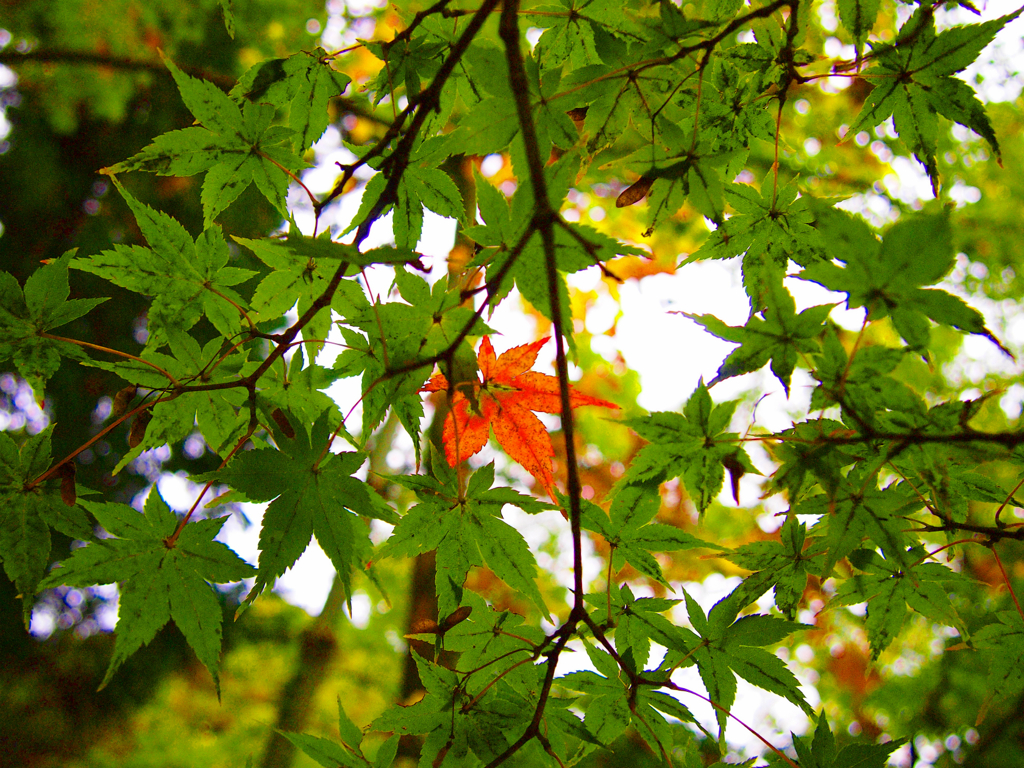 紅葉みーつけたっ