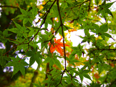 紅葉みーつけたっ