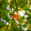 紅葉みーつけたっ