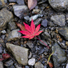 紅葉終わってました