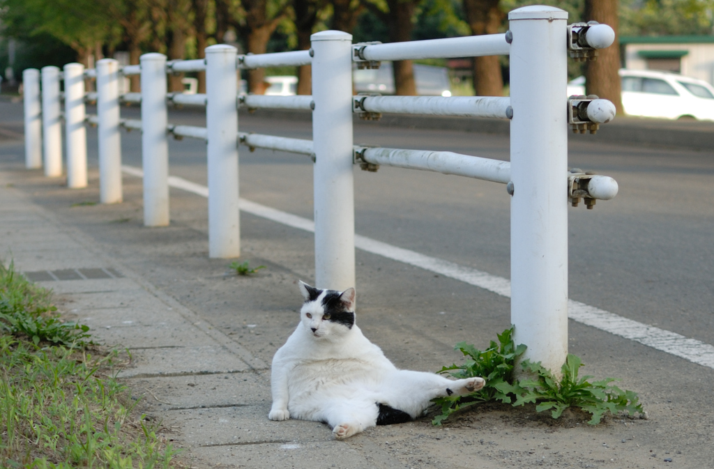 猫