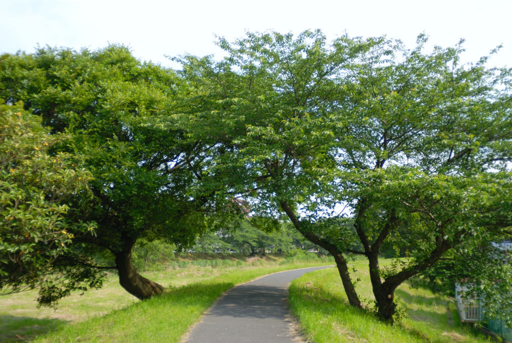 土手