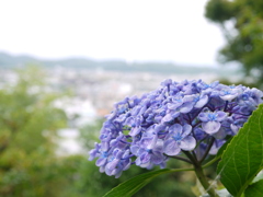 紫陽花と街並み
