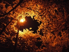 桜２