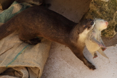 子供を咥えて運ぶカワウソ