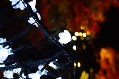 ライトのむこうに紅葉