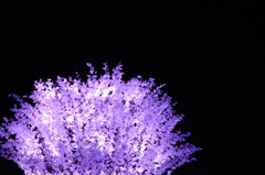桜の光