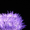 桜の光