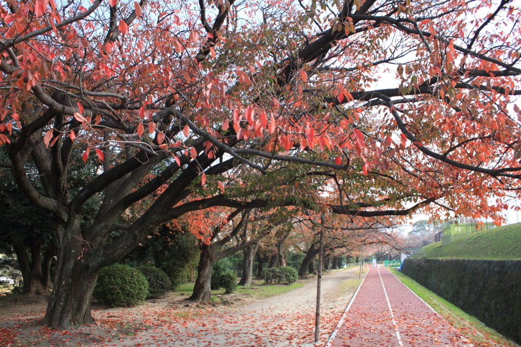 秋の城址公園