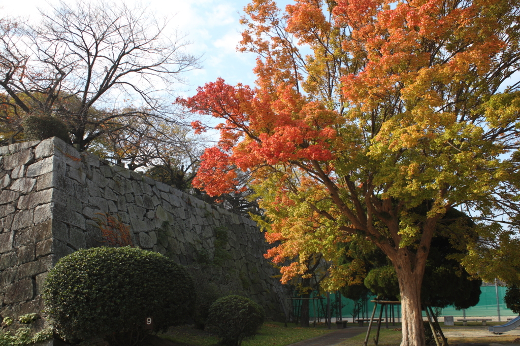 石垣と紅葉