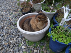 にゃんこ先生登場！