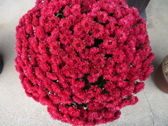 綺麗な花の写真＾＾