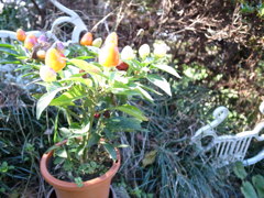 庭にある花