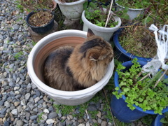 にゃんこ先生　２