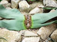 植物ですよ