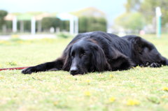 ステルスと申します。