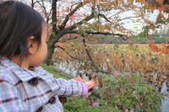 鳥使いの見習い