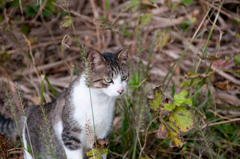 山の上 猫