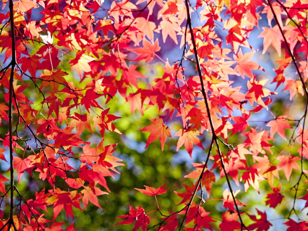 東福寺で紅葉狩り