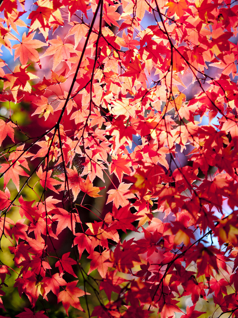 東福寺で紅葉狩り