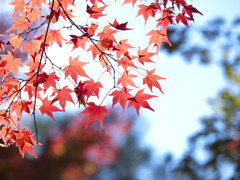 東福寺で紅葉狩り