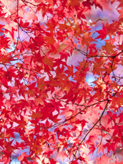 東福寺で紅葉狩り