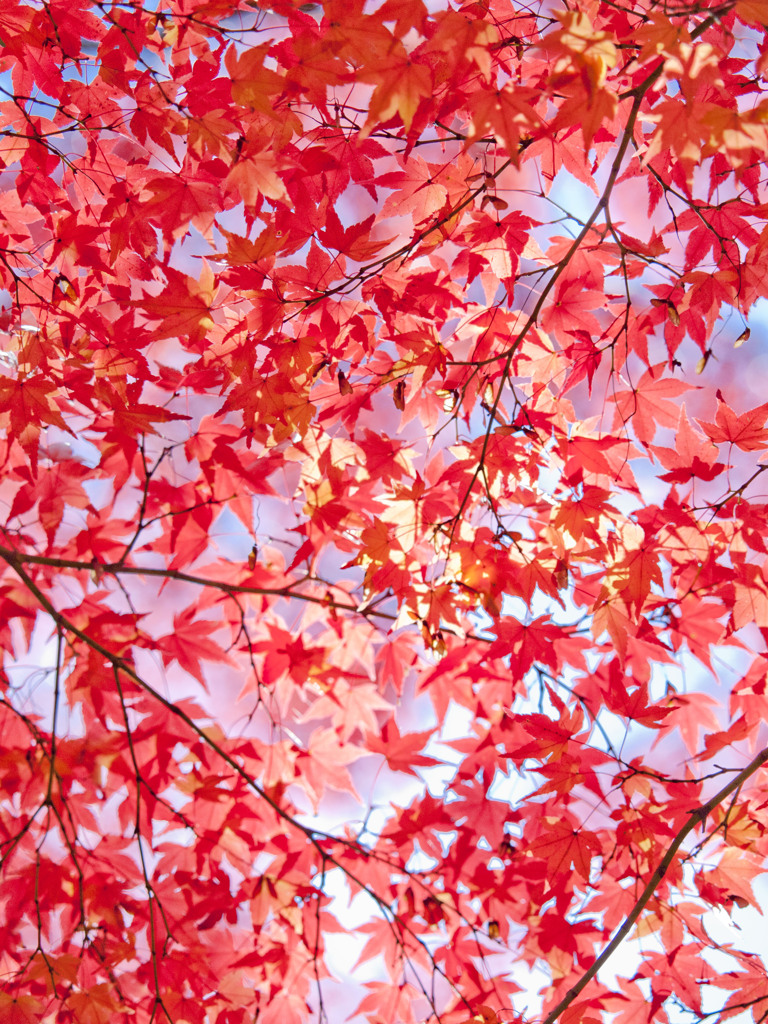 東福寺で紅葉狩り