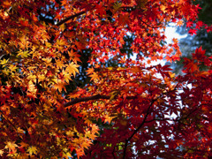 東福寺で紅葉狩り