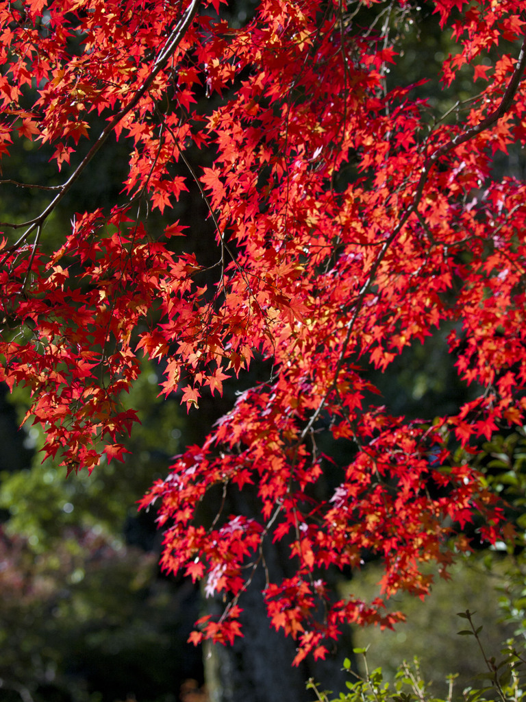 東福寺で紅葉狩り