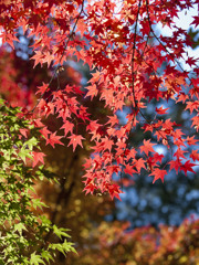 東福寺で紅葉狩り