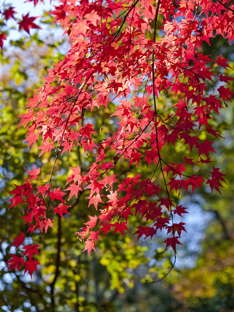 東福寺で紅葉狩り