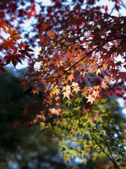 東福寺で紅葉狩り