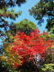 Blessing of the green