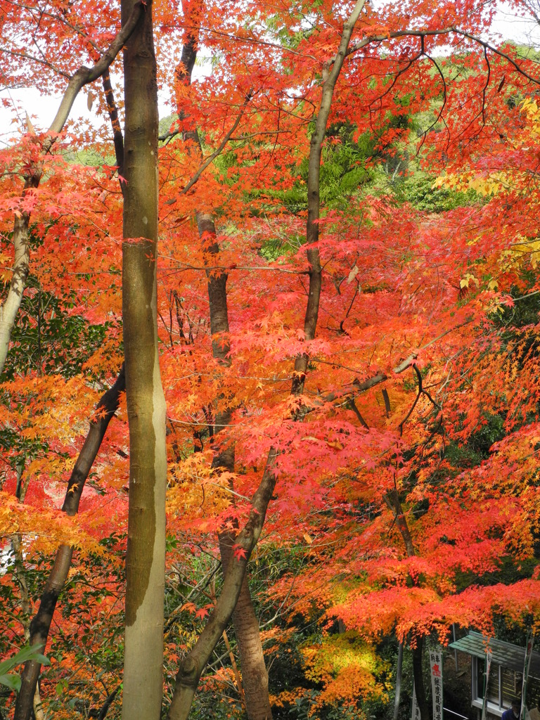 犬山寂光院紅葉
