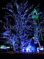 BLUE　TREE