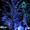 BLUE　TREE