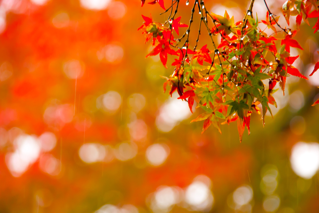 紅の世界