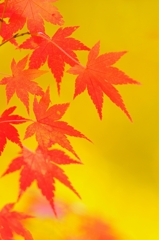 晩秋模様