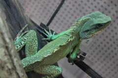 レプタイルスフィーバー