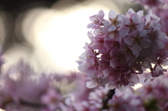 河津桜