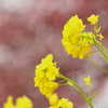 桜並木の菜の花