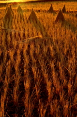冬の田圃　1