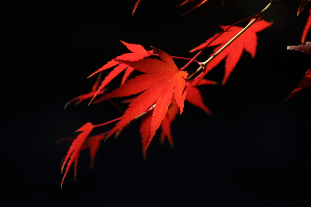 紅葉2