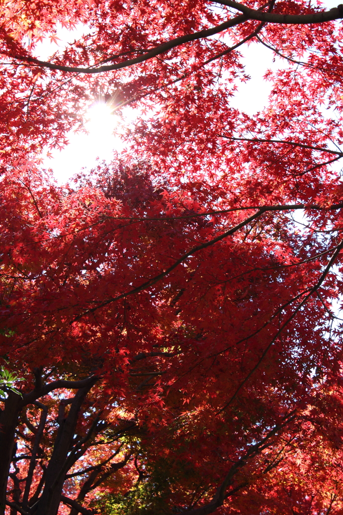 紅葉
