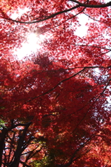 紅葉